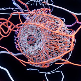 Circulație sanguină optimă